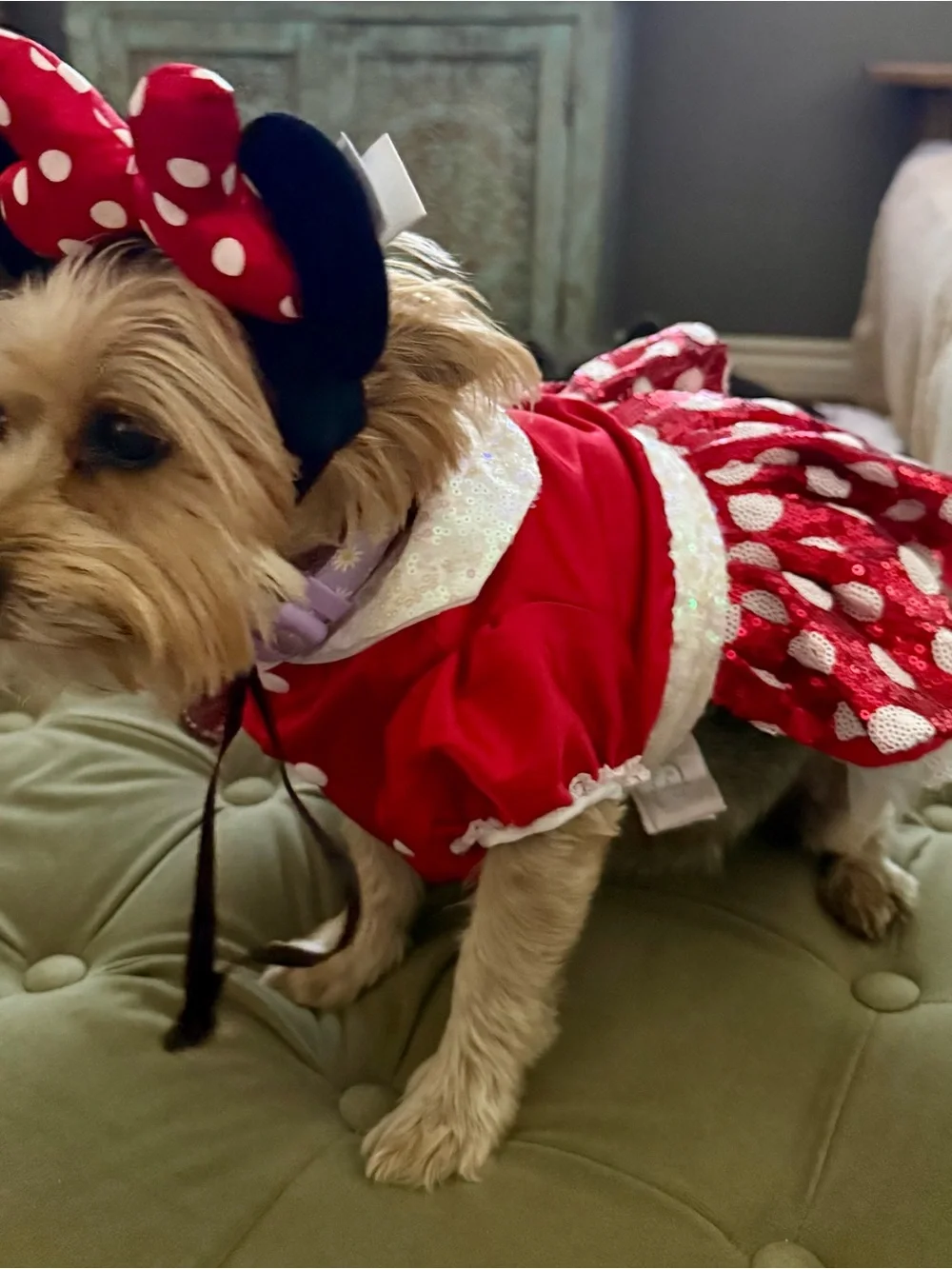 Disney Minnie Mouse Dog Costume with Bow Headband